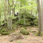 Nathalie Borg énergéticienne bien être. Séances énergétiques et autres prestations en cabinet (Sainte-Catherine, près de Lyon, Rhône) ou à domicile, en présentiel ou à distance. Je vous propose Reiki, Champ mental, Communication animale, Calinothérapie et Balades connexion.